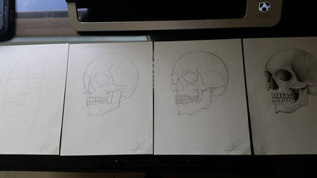 A study of a Skull - Estudio de un Craneo.