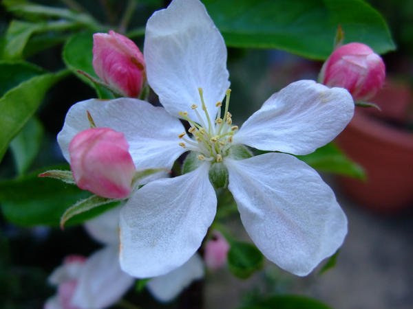 White Blossom