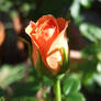 Orange Rose 2