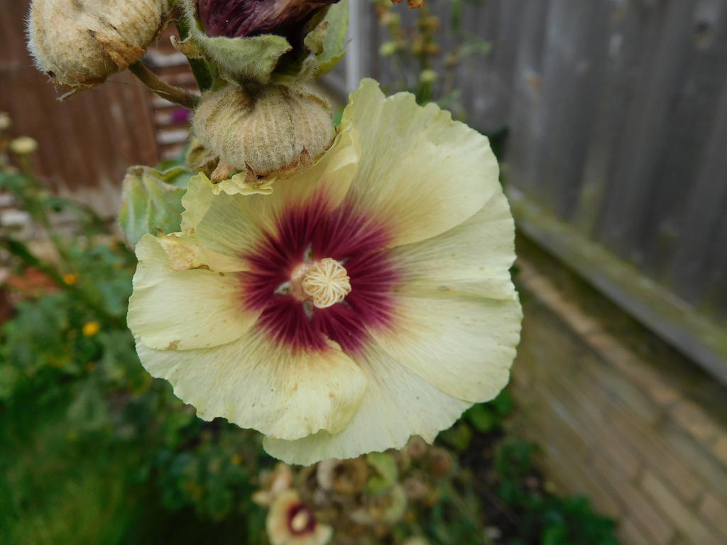 Yellow HollyHock