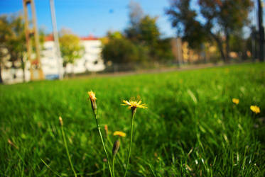 Crepis Capillaris