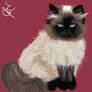 Himalayan cat drawing :D