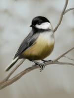 Chickadee 