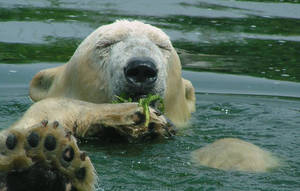 Polar bear bath