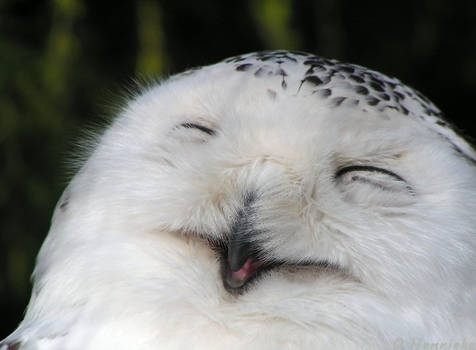 Happy Owl