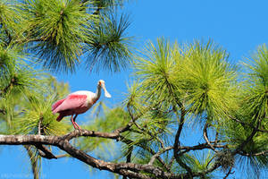 Roseate Spoonbill