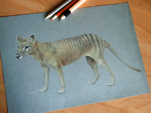 Thylacine