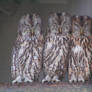 Tawny Owls