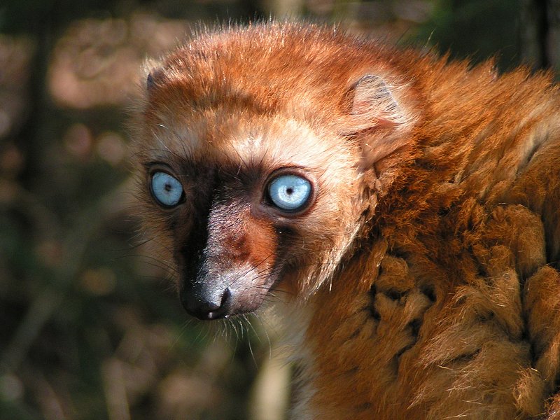 Blue-Eyed Lemur