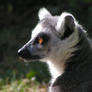 Lemur profile