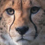 Cheetahs up close 6