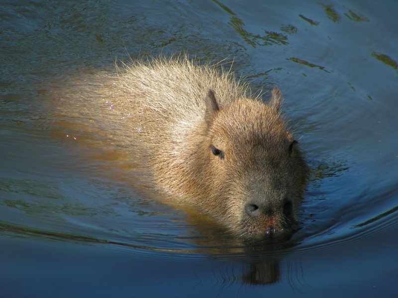Capybara swimming by Henrieke on DeviantArt