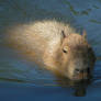 Capybara swimming