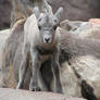 Bighorn lamb