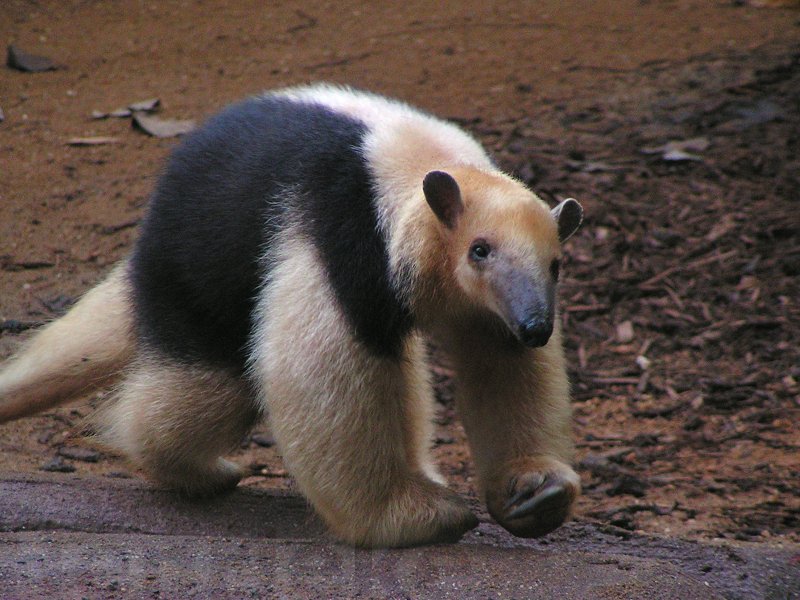 The tamandua