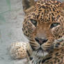 Sri Lanka leopard