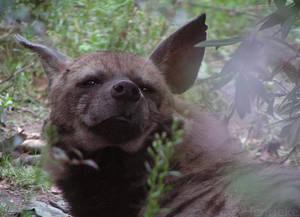 Striped Hyena