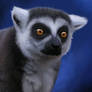 Mr. Lemur