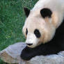 Giant panda 1