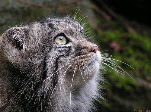 Manul in profile