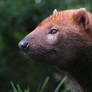 Bushdog up close