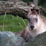 Japanese Serow