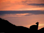 Guanaco Sunset by Henrieke