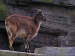 Himalayan thar by Henrieke
