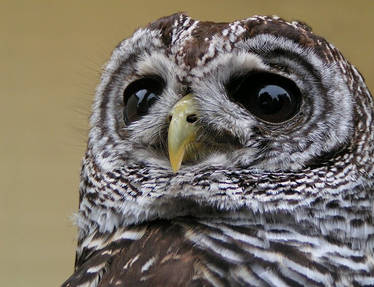 Barred Owl