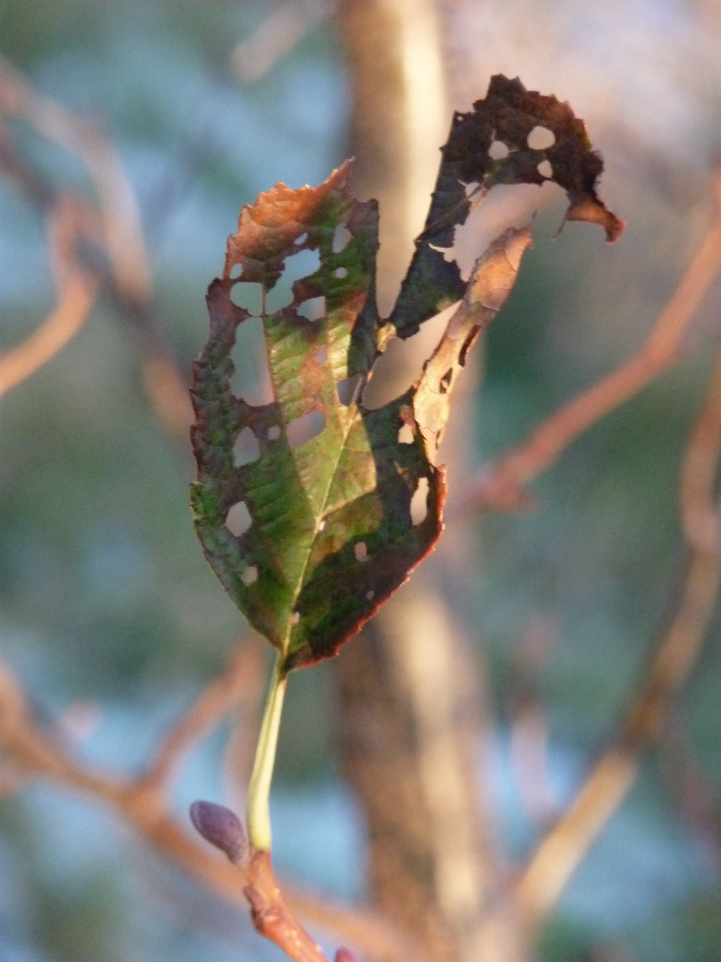 Autumn Essence