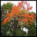 maple tree by Kalinka36