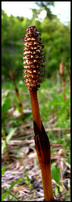 Horsetail.