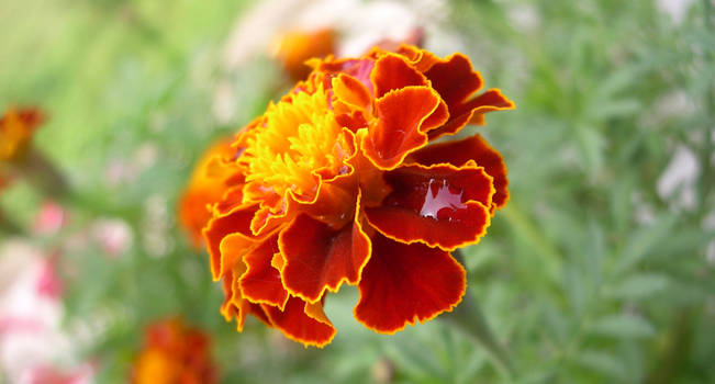 Fiore Della Speranza By Marcurs On Deviantart