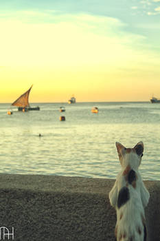 Zanzibar Catty Watching Sunset