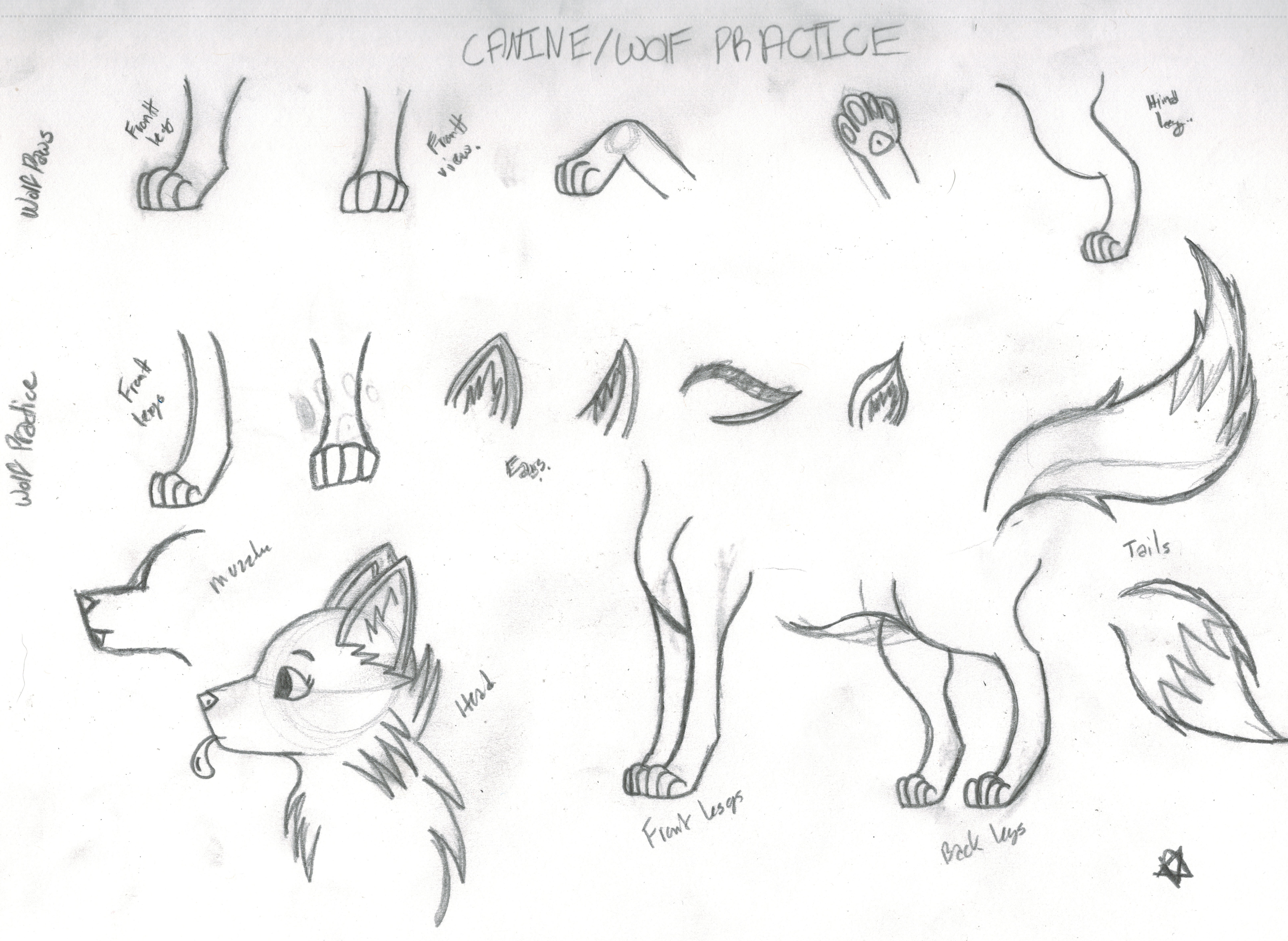 Canine/Wolf Sketches/Practice