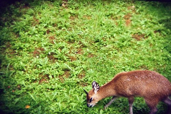 klipspringer