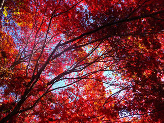 Japanese Maple