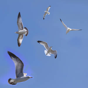 Seagulls