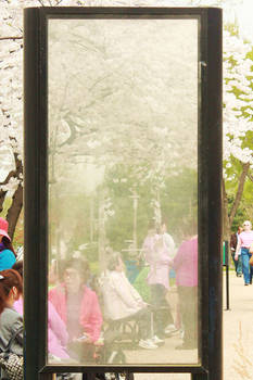 Cherry Blossoms 2012  -4-