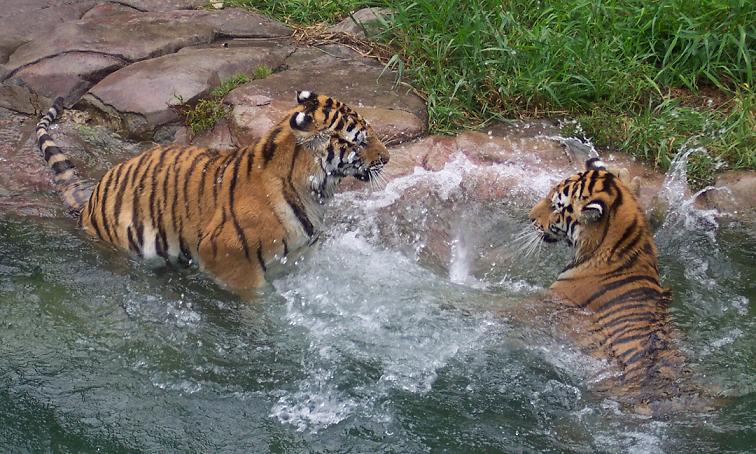 Playful Tigers