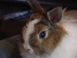 THIS IS MAH BUNNEH 2