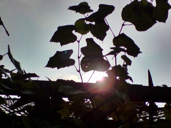 Leaves on the the sun.