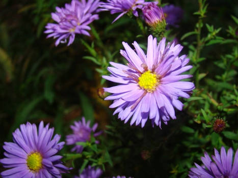 Purple flower.