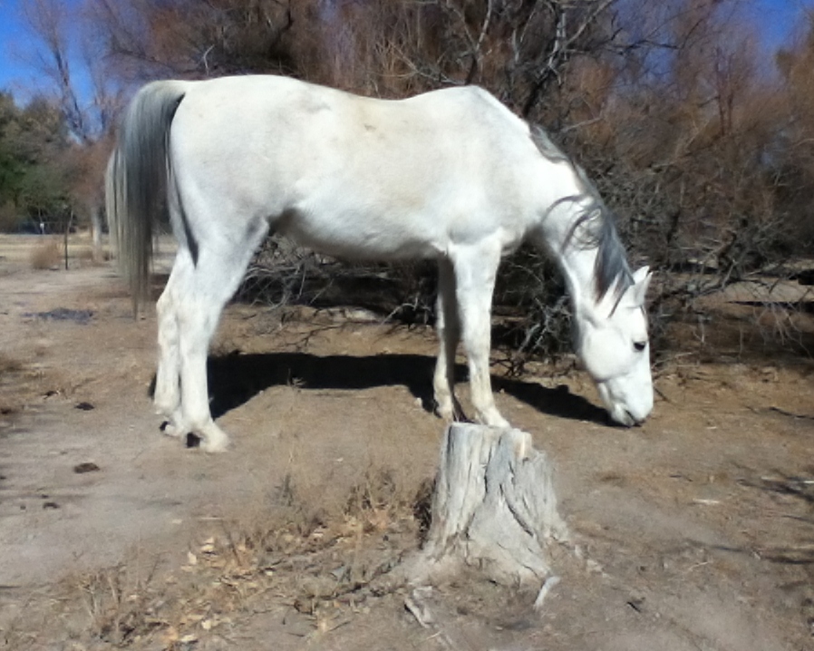 Flash looking for Food