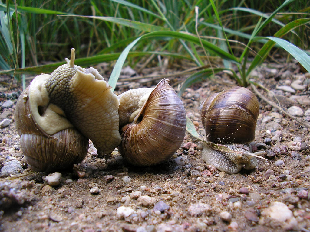 Multiple Snails Three snails by gviken on DeviantArt