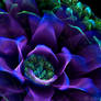 Violet Flower