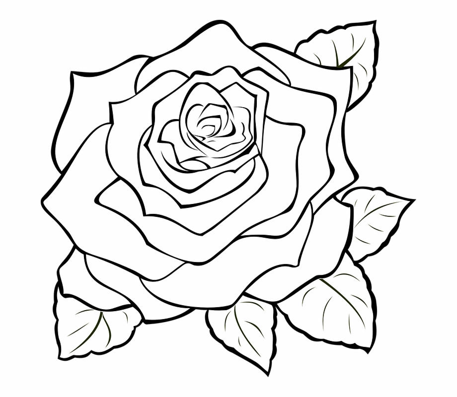 Colorless Rose Colourless Rose by Mythicaly on DeviantArt