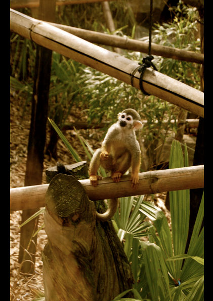 Cautious Steps by FACS on DeviantArt