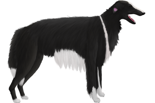 Borzoi Test