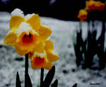 flower with snow on it by Slinky-2012